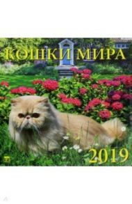 Календарь 2019 "Кошки мира" (70904)