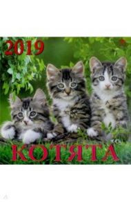 Календарь 2019 "Котята" (70905)