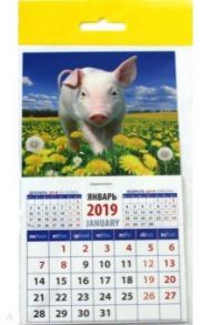Календарь 2019 "Год поросенка. На просторе" (20925)
