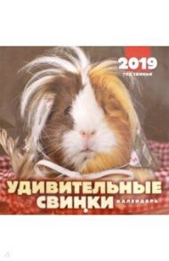 2019 год. Календарь перекидной "Удивительные свинки" (К-020)