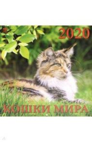 Календарь 2020 "Кошки мира" (70004)