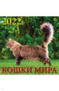 Календарь на 2022 год "Кошки мира" (70204)