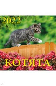 Календарь на 2022 год "Котята" (70205)