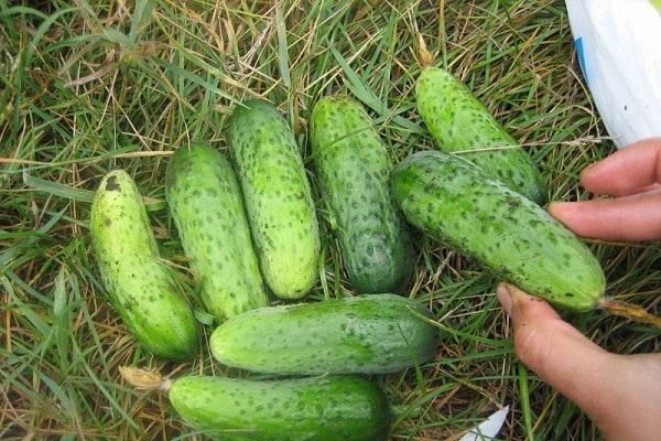 Огурец Пальчик