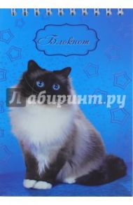 Блокнот "Голубоглазая кошка" (48 листов, А6, гребень) (С0115-81)