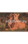 Альбом для рисования, 40 листов "Львица и львенок" (Б40107)