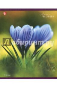 Тетрадь 48 листов, Мир цветов, 5 видов (ТК484891)