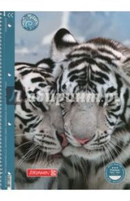 Тетрадь "Tiger" (80 листов, А4, линейка, на гребне, с перфорацией)