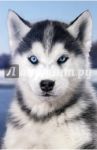 Блокнот "Groomy Dog", А5, нелинованный