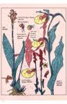 Тетрадь "Orchid" (24 листов, А5, в точку, кремовые страницы) (1100488)