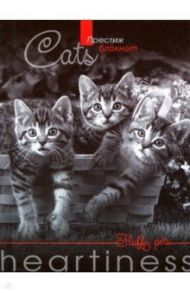Престиж-блокнот "Котята" (80 листов, А6, клетка) (С0094-310)