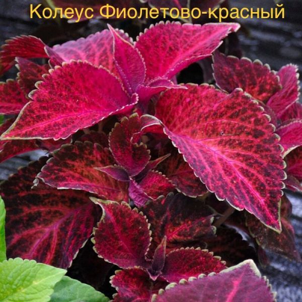 Колеус Фиолетово-красный