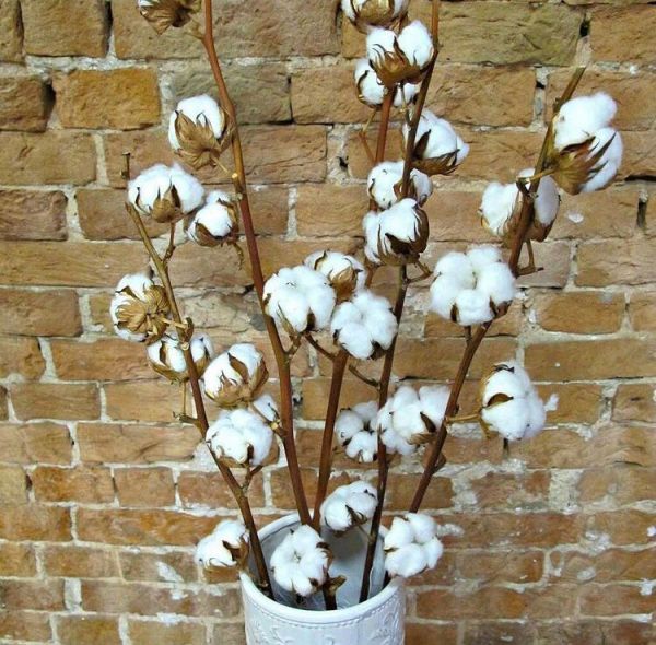 Хлопчатник