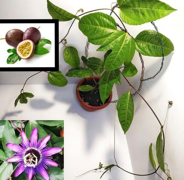Пассифлора съедобная