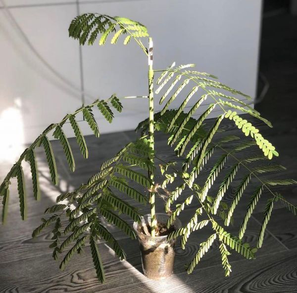 Делоникс королевский