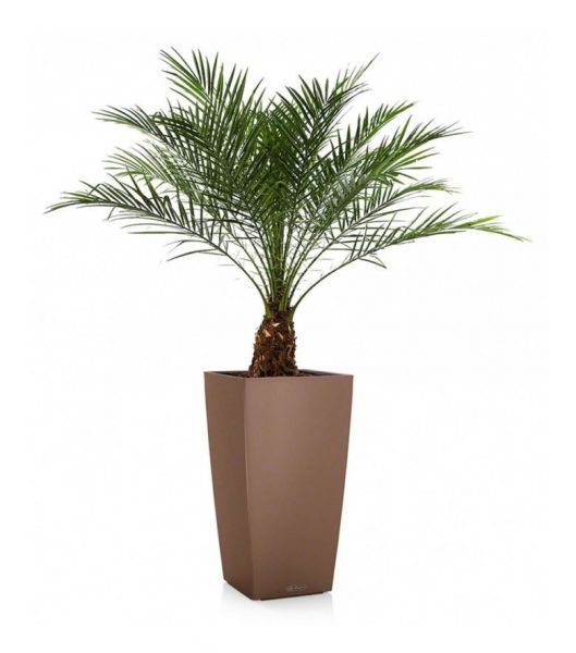 Пальма Финиковая