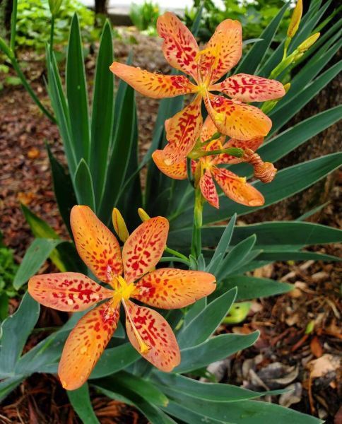 Беламканда китайская