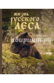 Жизнь русского леса. Большая подарочная энциклопедия (медведь) / Митителло Ксения Борисовна