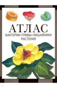 Атлас. Бактерии, грибы, лишайники, растения / Черепанов Иван Владимирович