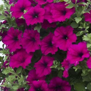 Petunia Fanfare Purple, p6