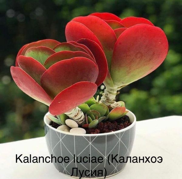 Kalanchoe luciae (Каланхоэ Лусия)