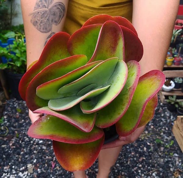 Kalanchoe luciae (Каланхоэ Лусия)