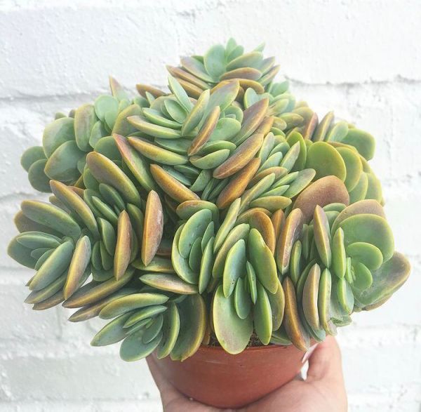 Kalanchoe rotundifolia (Каланхоэ Ротундифолия, Каланхоэ округлолистное)