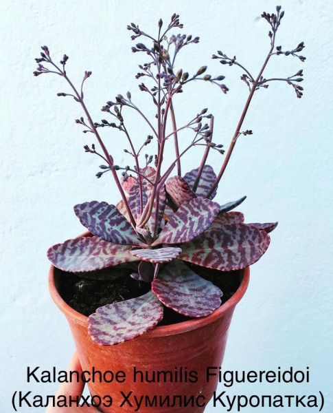 Kalanchoe humilis Figuereidoi (Каланхоэ Хумилис Куропатка)