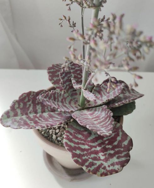 Kalanchoe humilis Figuereidoi (Каланхоэ Хумилис Куропатка)