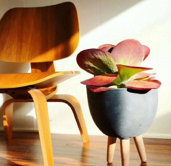 Kalanchoe thyrsiflora (Каланхоэ метельчатоцветковое пестролистное)