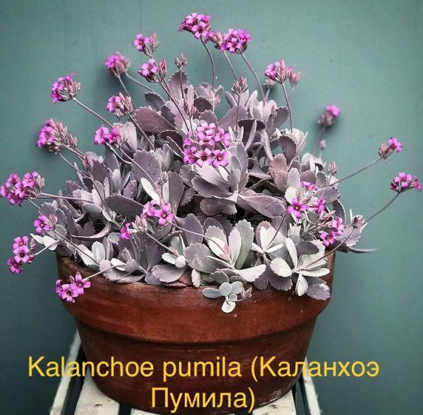 Kalanchoe pumila (Каланхоэ Пумила)