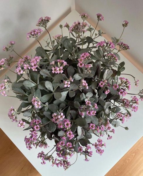 Kalanchoe pumila (Каланхоэ Пумила)