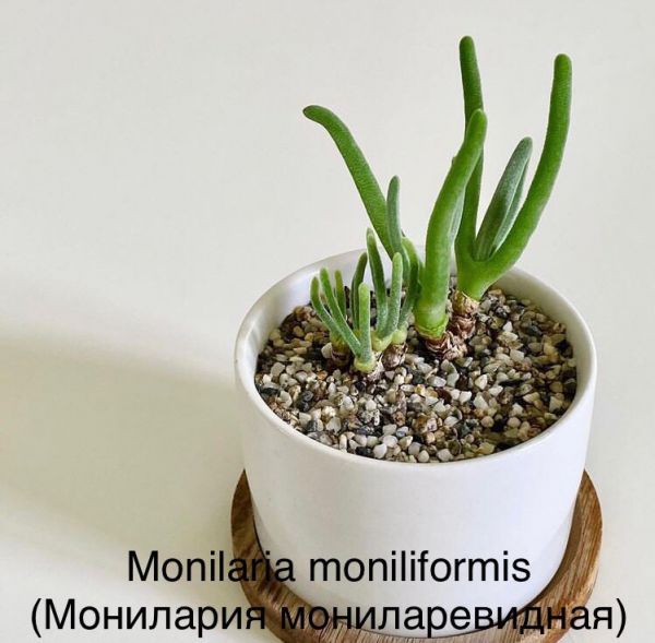 Monilaria moniliformis (Монилария мониларевидная)