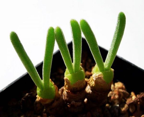 Monilaria moniliformis (Монилария мониларевидная)