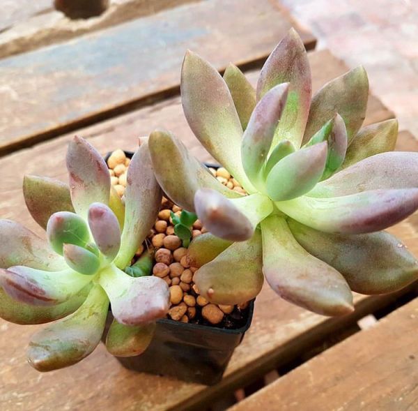 Pachyphytum kimnachii (Пахифитум Кимнача)