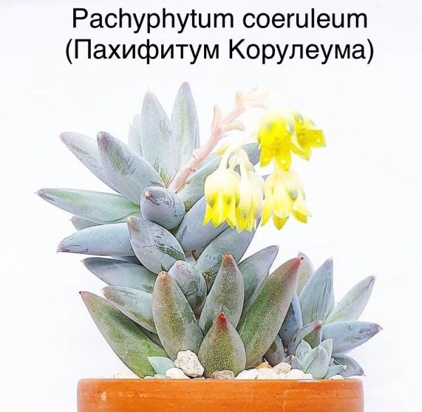 Pachyphytum coeruleum (Пахифитум Корулеума)