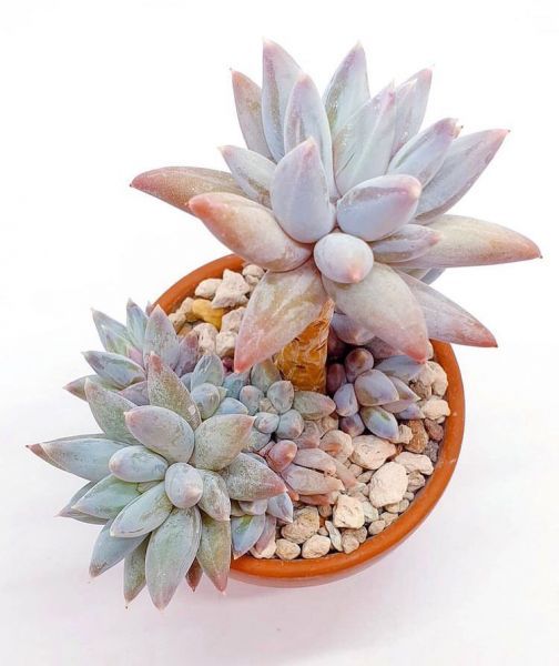 Pachyphytum coeruleum (Пахифитум Корулеума)