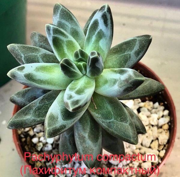 Pachyphytum compactum (Пахифитум компактный)