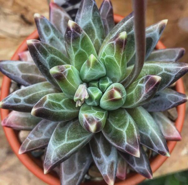 Pachyphytum compactum (Пахифитум компактный)