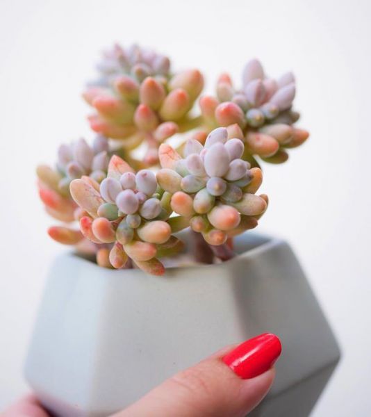 Pachyphytum machucae (Пахифитум мачуковый)