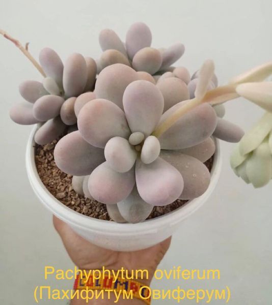 Pachyphytum oviferum (Пахифитум Овиферум)