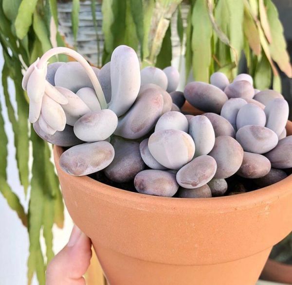 Pachyphytum oviferum (Пахифитум Овиферум)