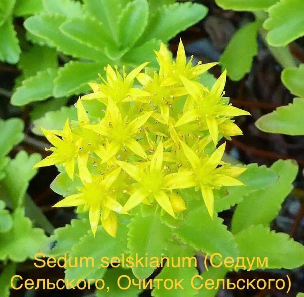 Sedum selskianum (Седум Сельского, Очиток Сельского)