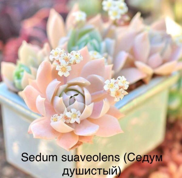 Sedum suaveolens (Седум душистый)