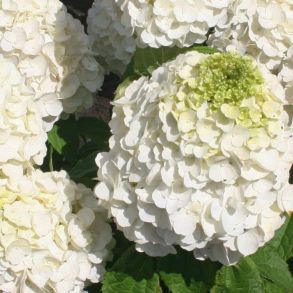 Гортензия метельчатая (Hydrangea paniculata Magical Mont Blanc) ОКС 4/6 веток NEW
