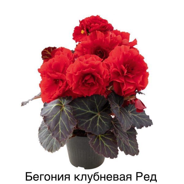 Бегония клубневая Ред