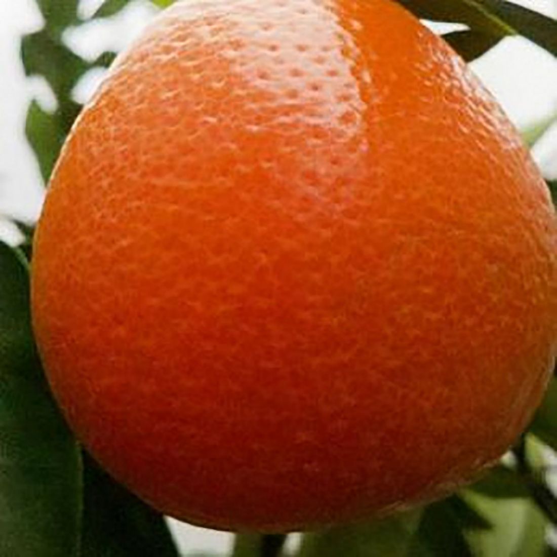 Оранжекват НИППОН