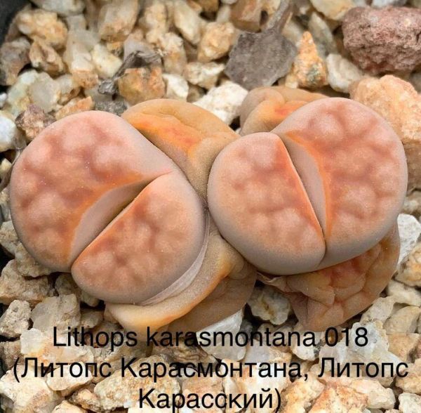 Lithops karasmontana 018 (Литопс Карасмонтана, Литопс Карасский)