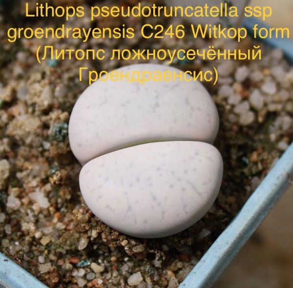 Lithops pseudotruncatella ssp groendrayensis C246 Witkop form (Литопс ложноусечённый Гроендраенсис)