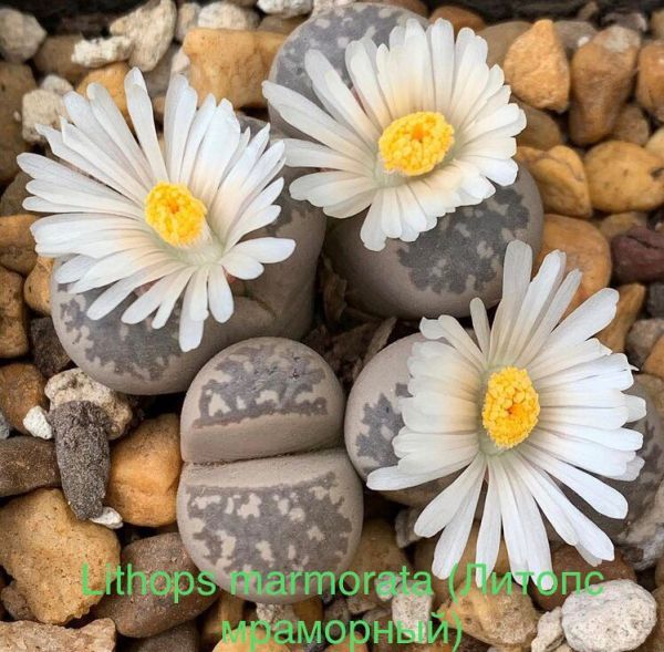 Lithops marmorata (Литопс мраморный)